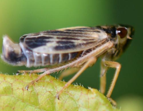 Evacanthus acuminatus